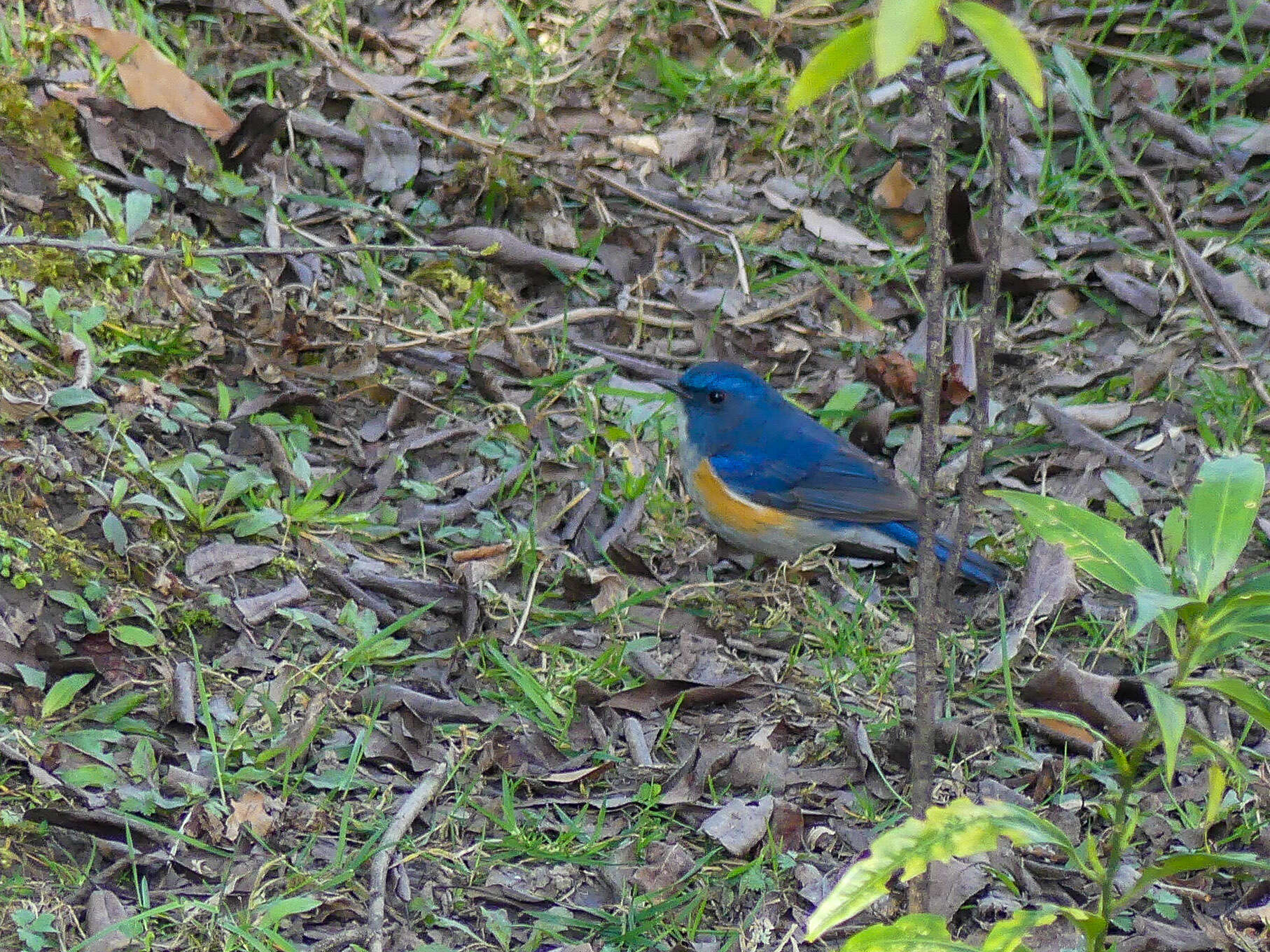 Image de Robin de l’Himalaya