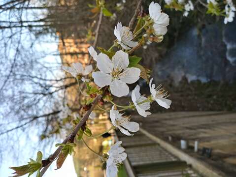 Image of gean, wild cherry