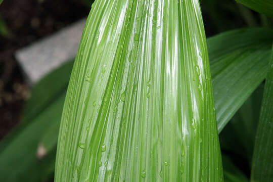 Image of Palm-Grass