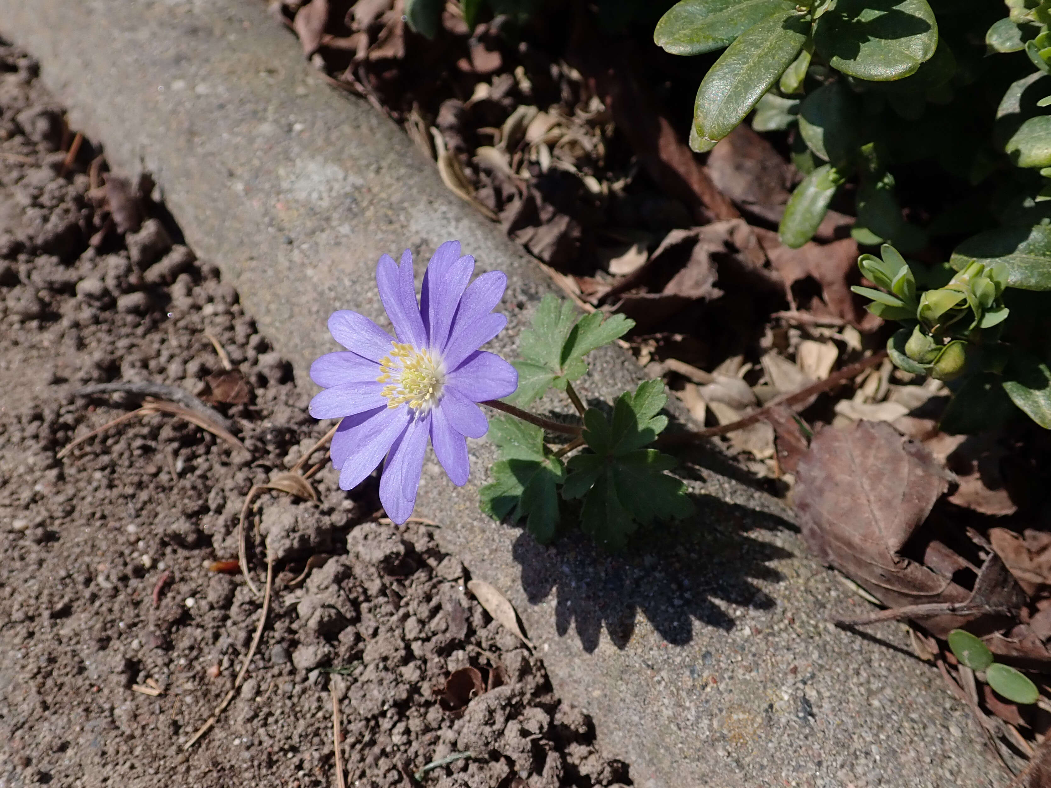 Image of Balkan Anemone