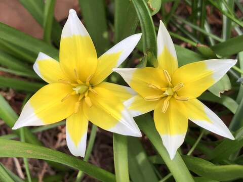 Image of Tulipa linifolia Regel