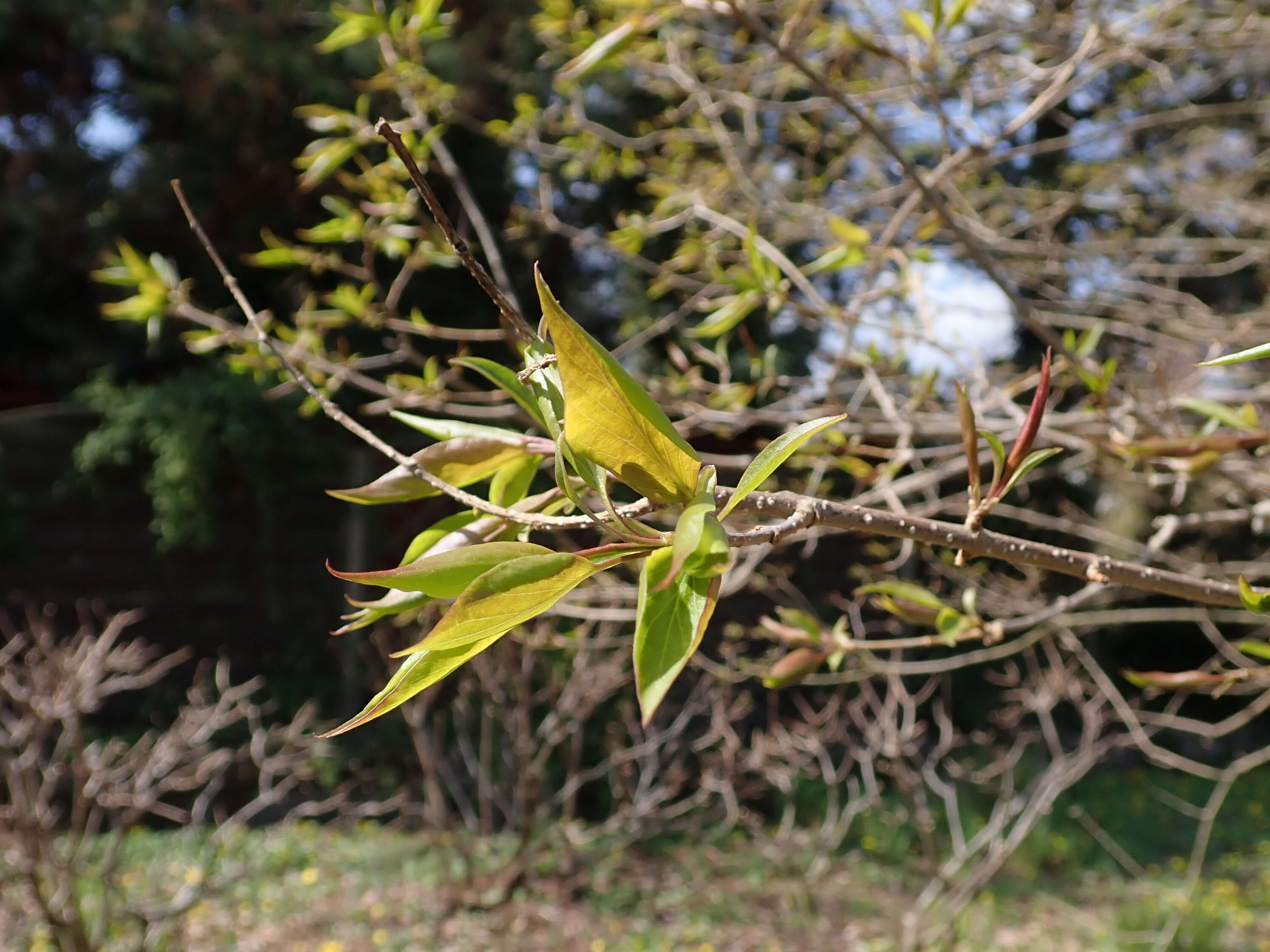 Image of Japanese Tree Lilac