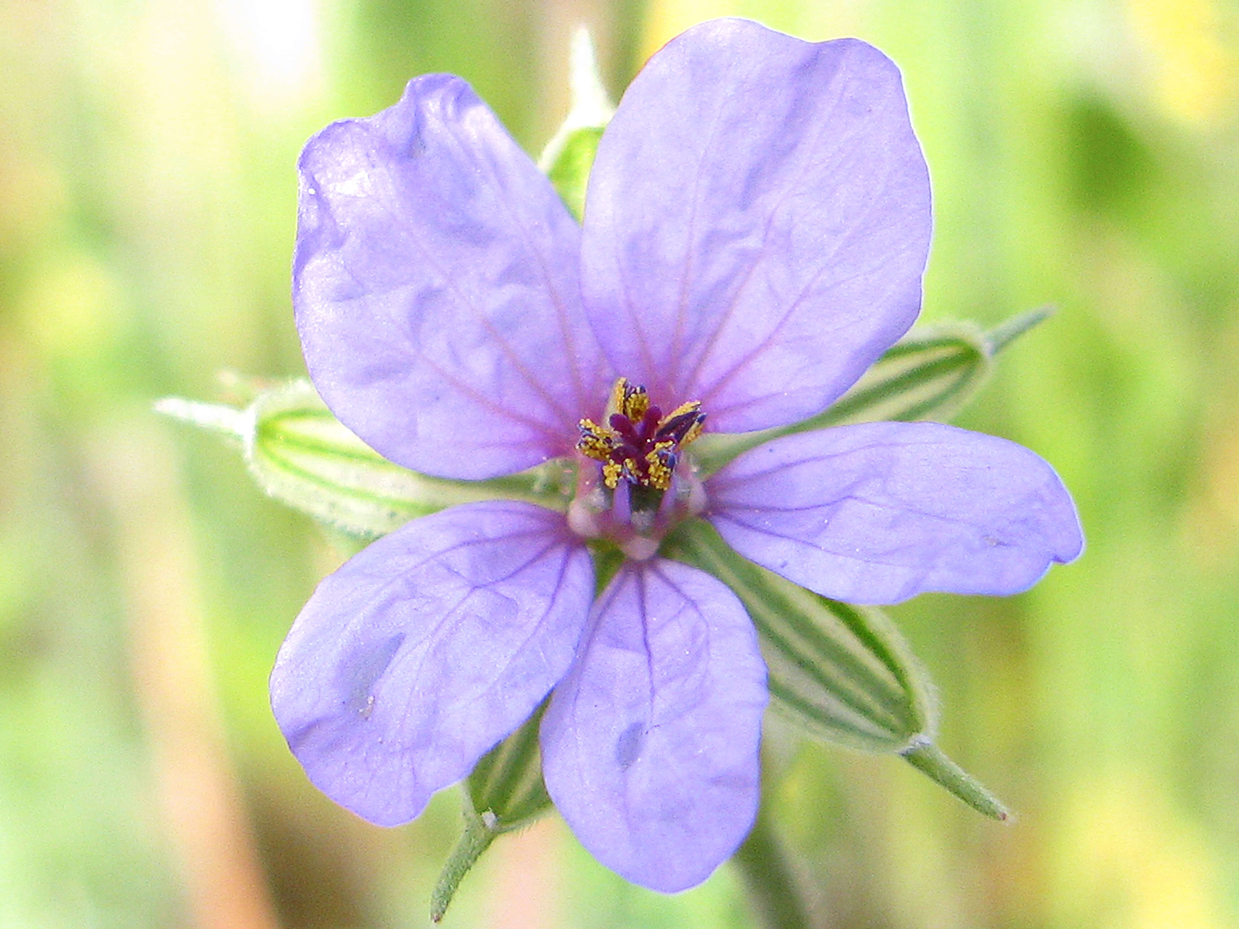 Image de Erodium ciconium (L.) L'Her.