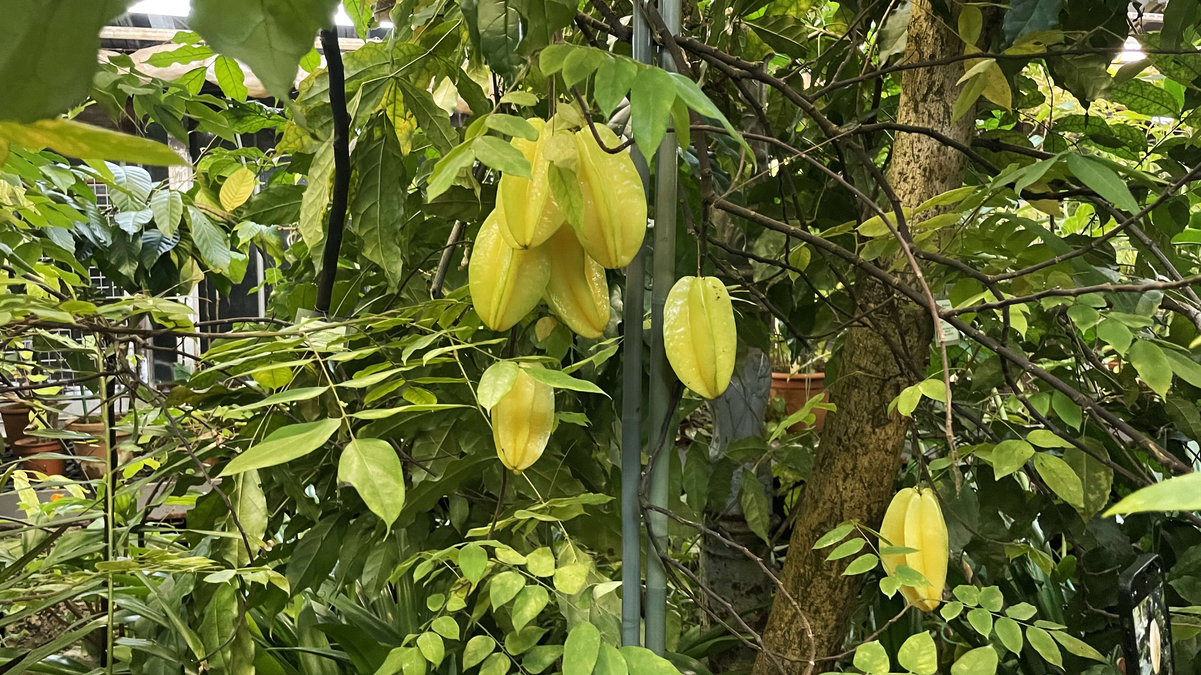 Image of carambola