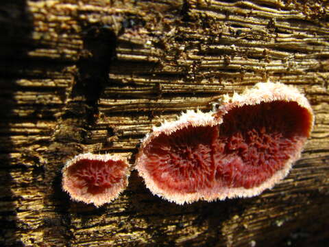 Image of Punctularia strigosozonata (Schwein.) P. H. B. Talbot 1958