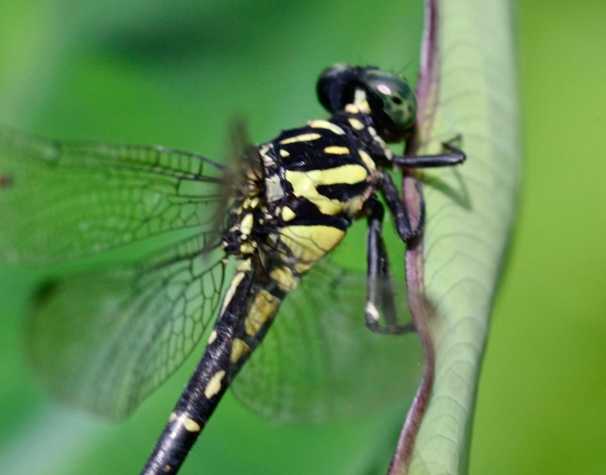 Image of Burmagomphus cauvericus Fraser 1926