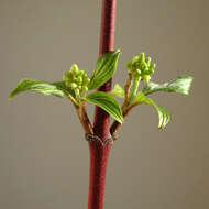 Imagem de Cornus sanguinea L.