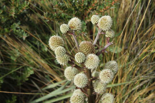 Image of Eryngium humboldtii Delar.