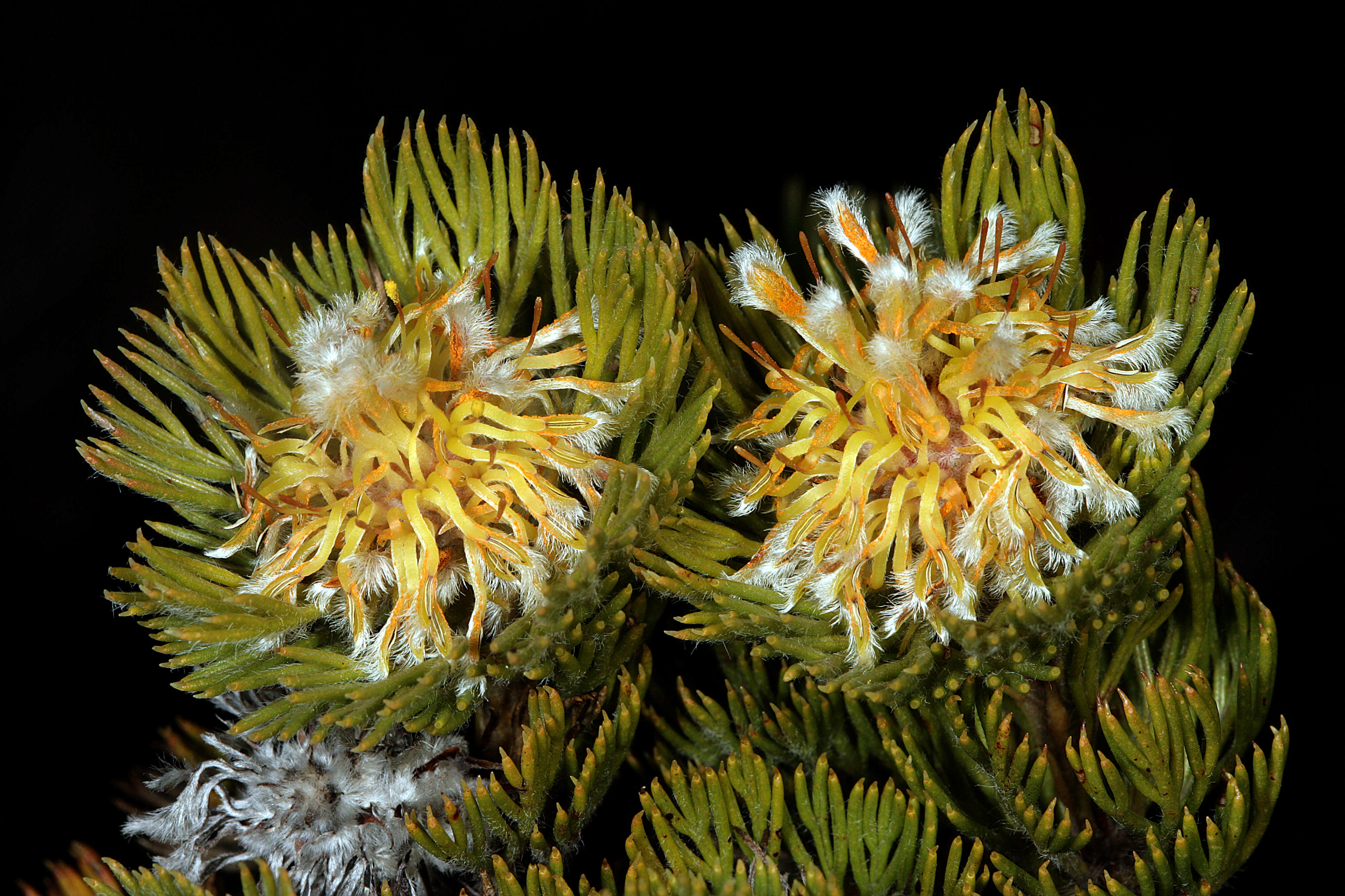 Image of Serruria villosa (Lam.) R. Br.