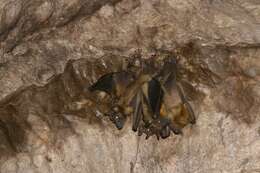 Image of Madagascan Fruit Bat