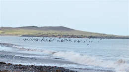 Image of European beachgrass