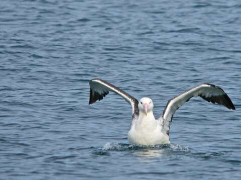 Image of Royal Albatross