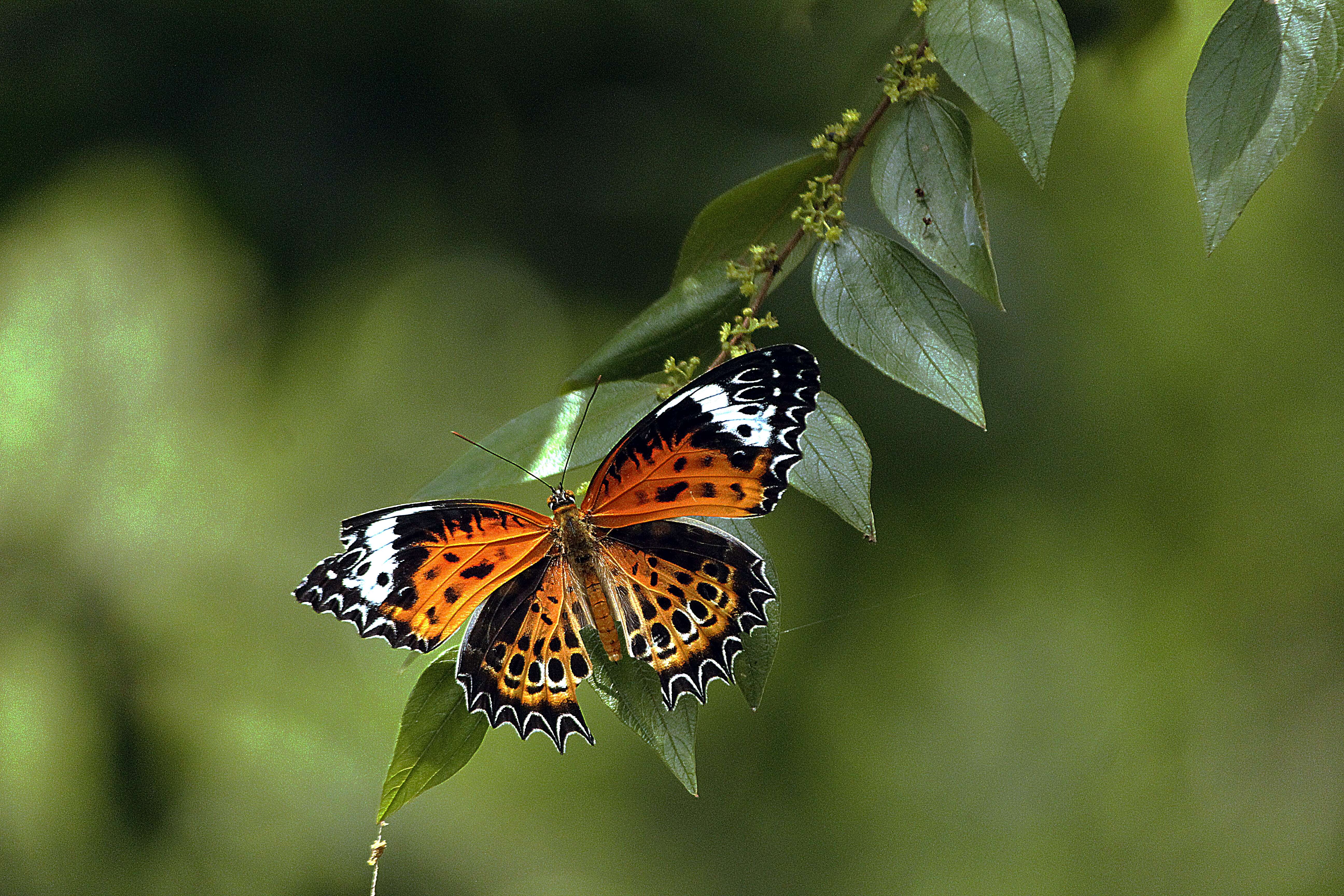 Cethosia resmi