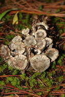 Image of Asterophora parasitica (Bull.) Singer 1951