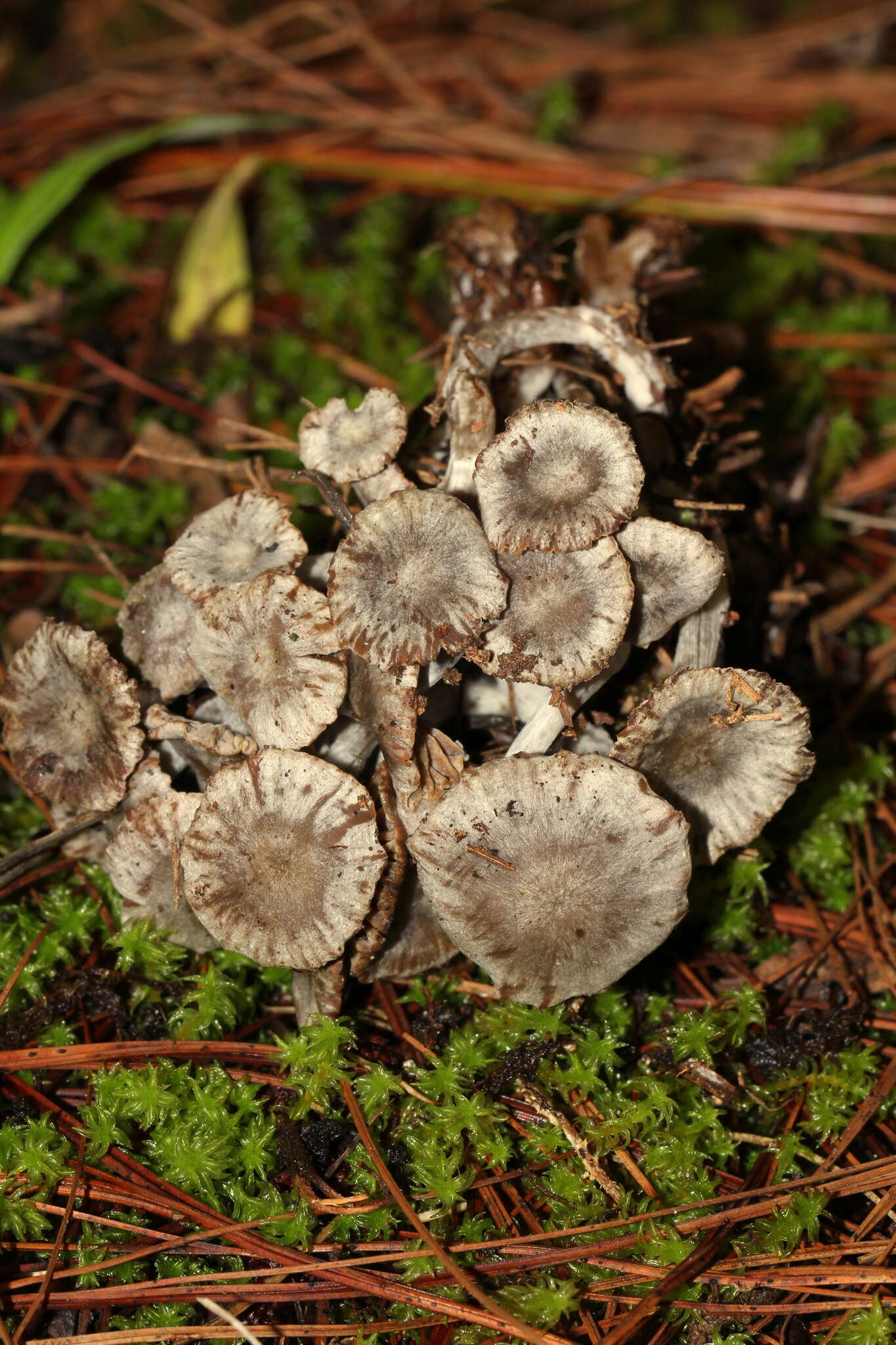 Asterophora parasitica (Bull.) Singer 1951 resmi