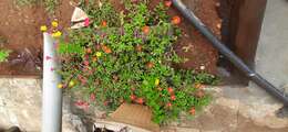 Image of Moss-rose Purslane