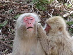 Image of Japanese Macaque