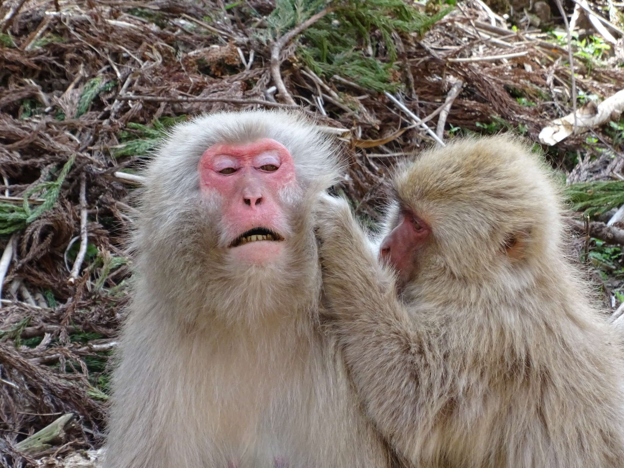 Image de Macaque Japonais