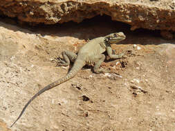 Image of Caucasian Agama