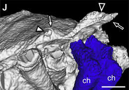 Image of Tetrophthalmi