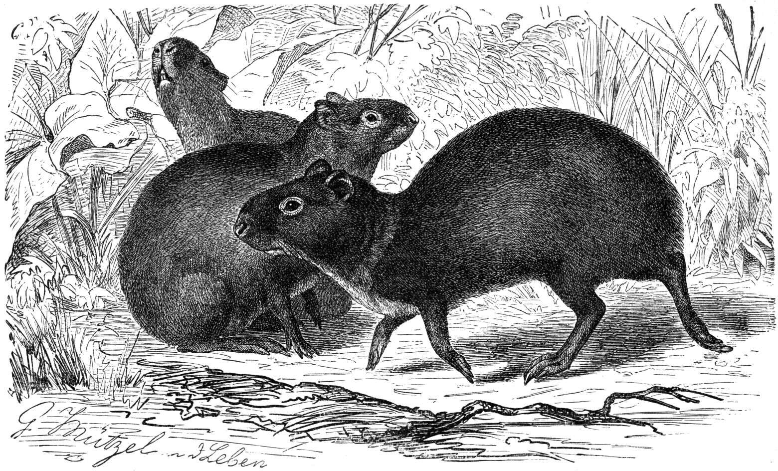 Image of Brazilian Agouti