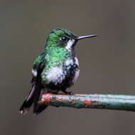 Image of Green Thorntail