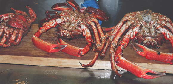 Image of Atlantic spider crab