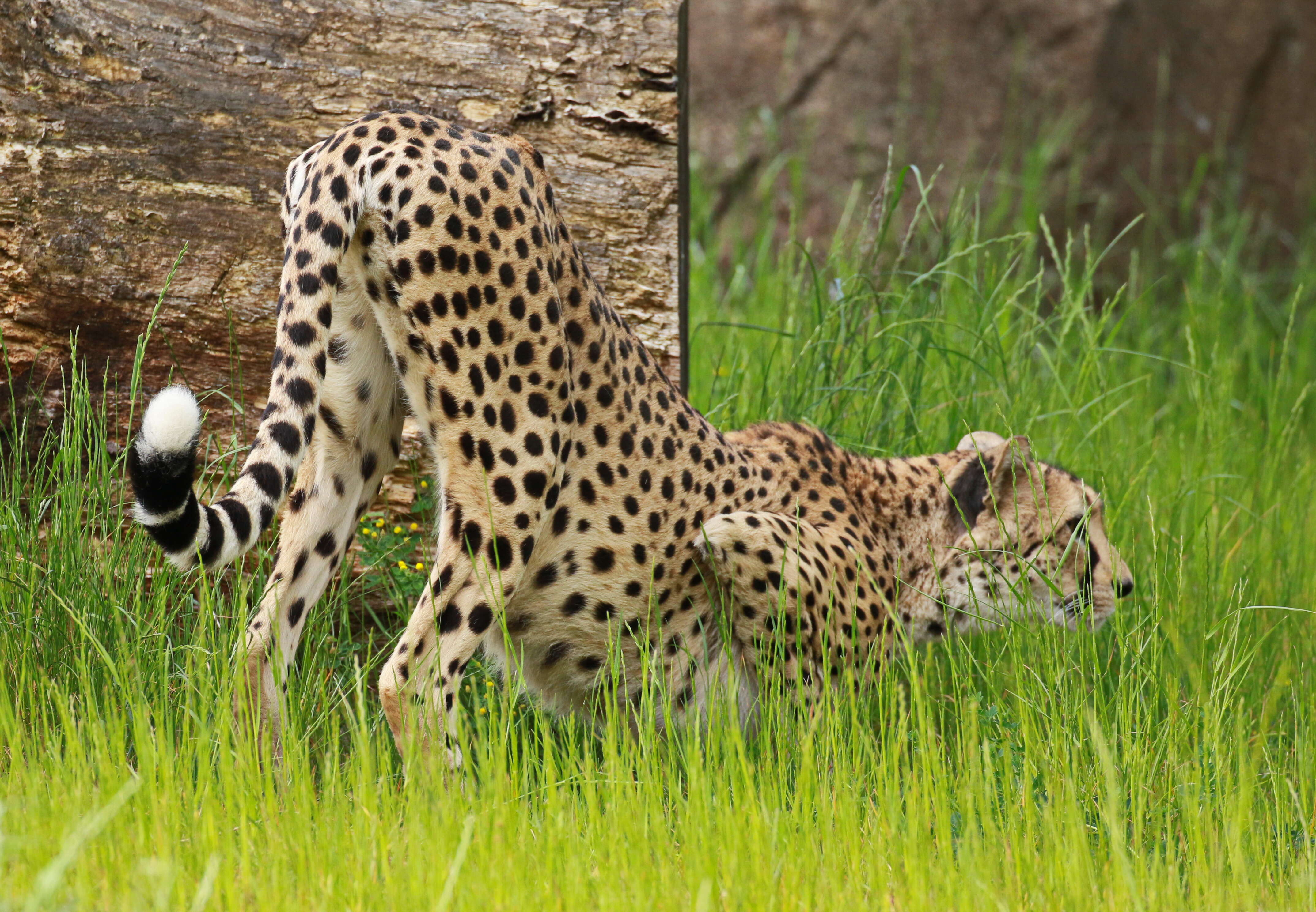 Image of Namibian cheetah