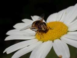 Image of <i>Eristalis nemorum</i>