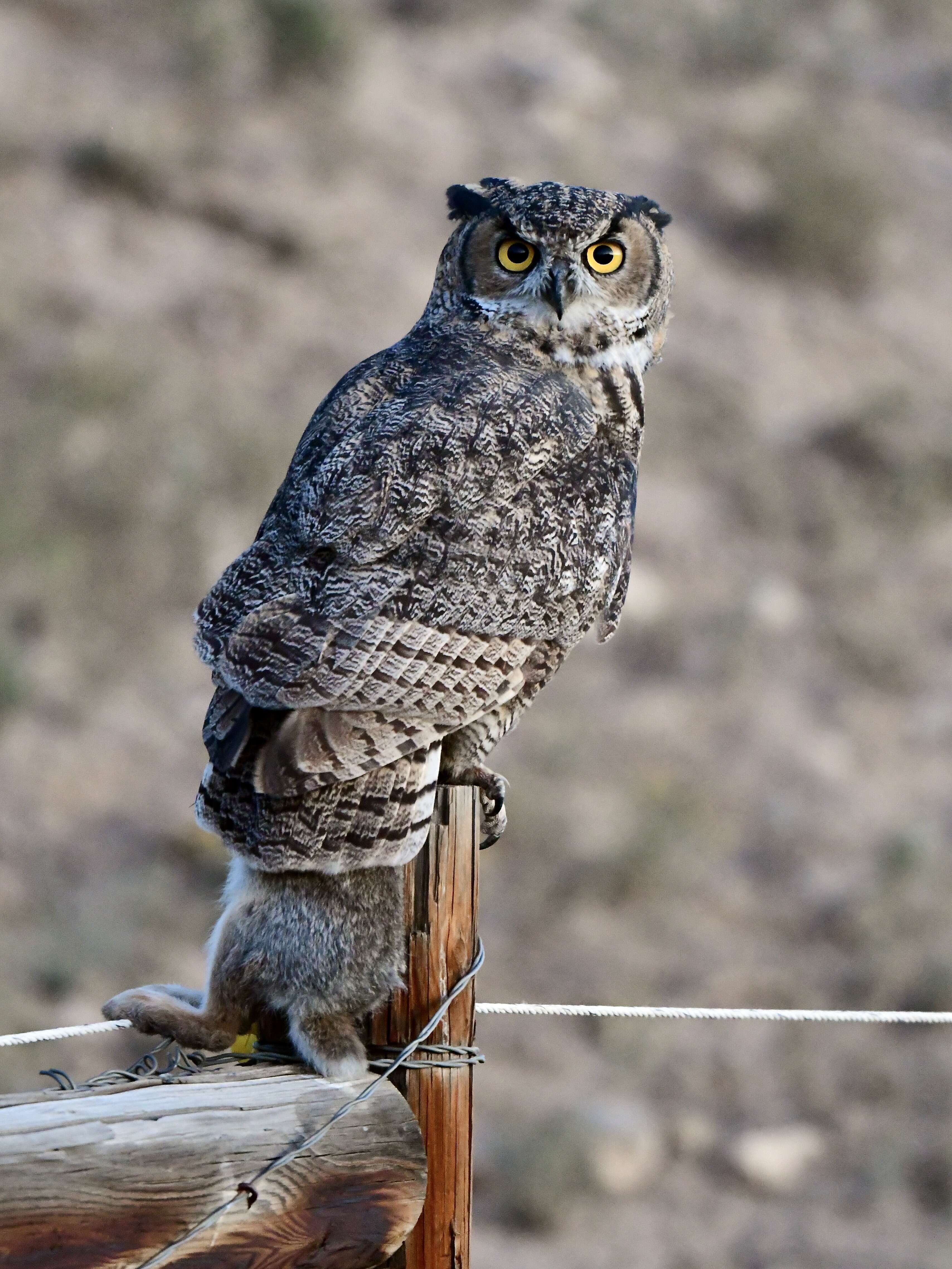 Image of Great Horned Owl