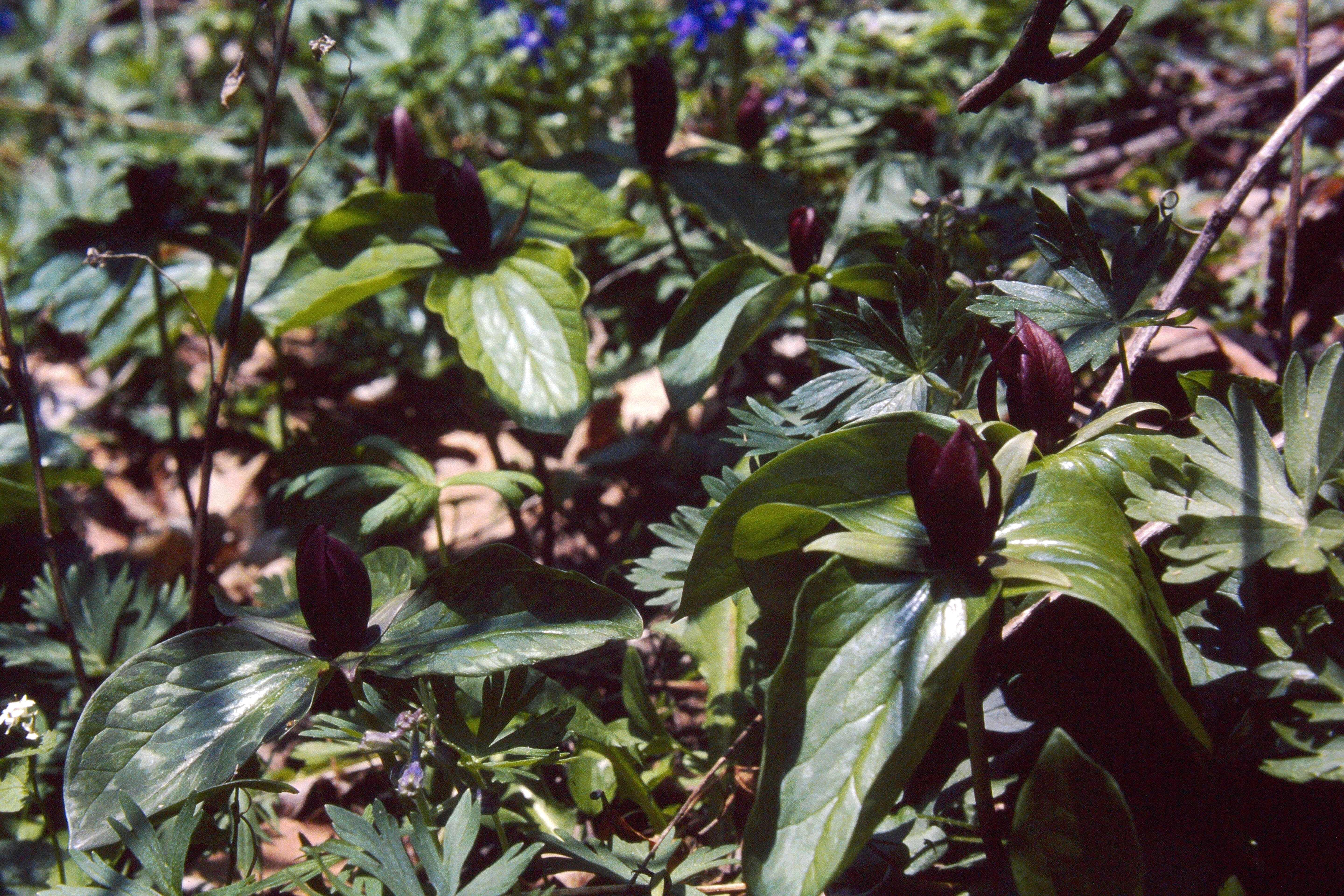 Imagem de Trillium sessile L.