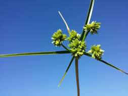 Image of Tall flatsedge