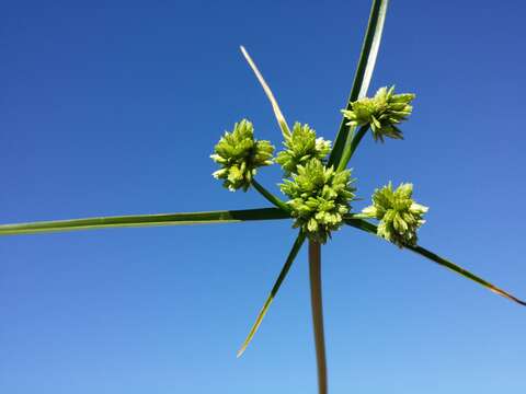 Image of Tall flatsedge