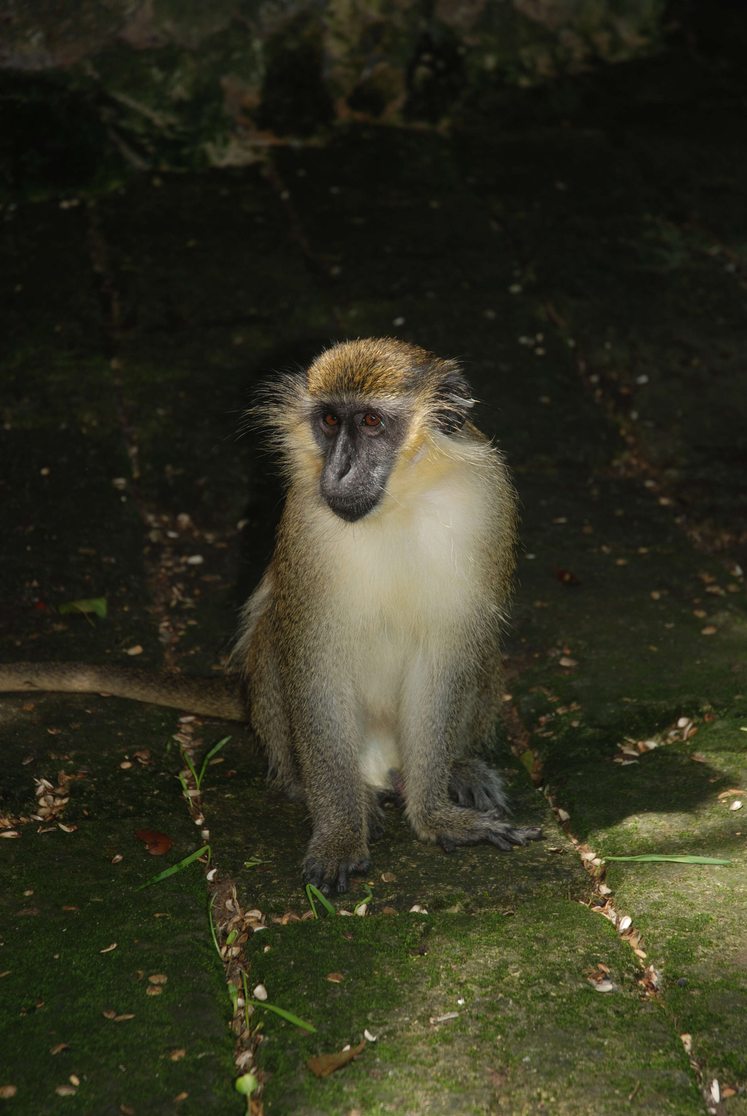 Image of Green Monkey