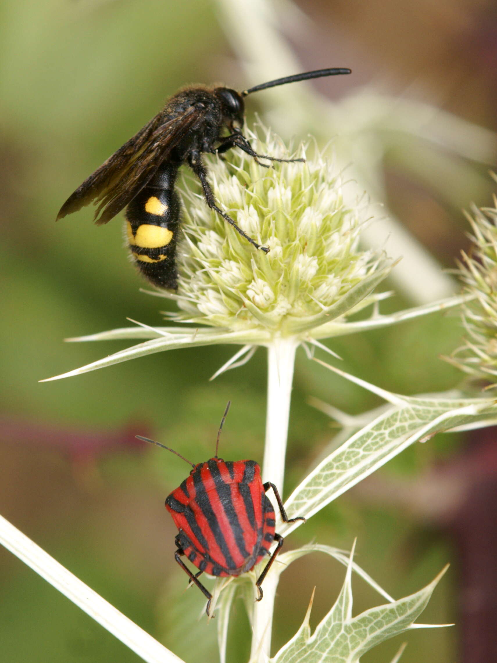 Image of <i>Graphosoma italicum</i>