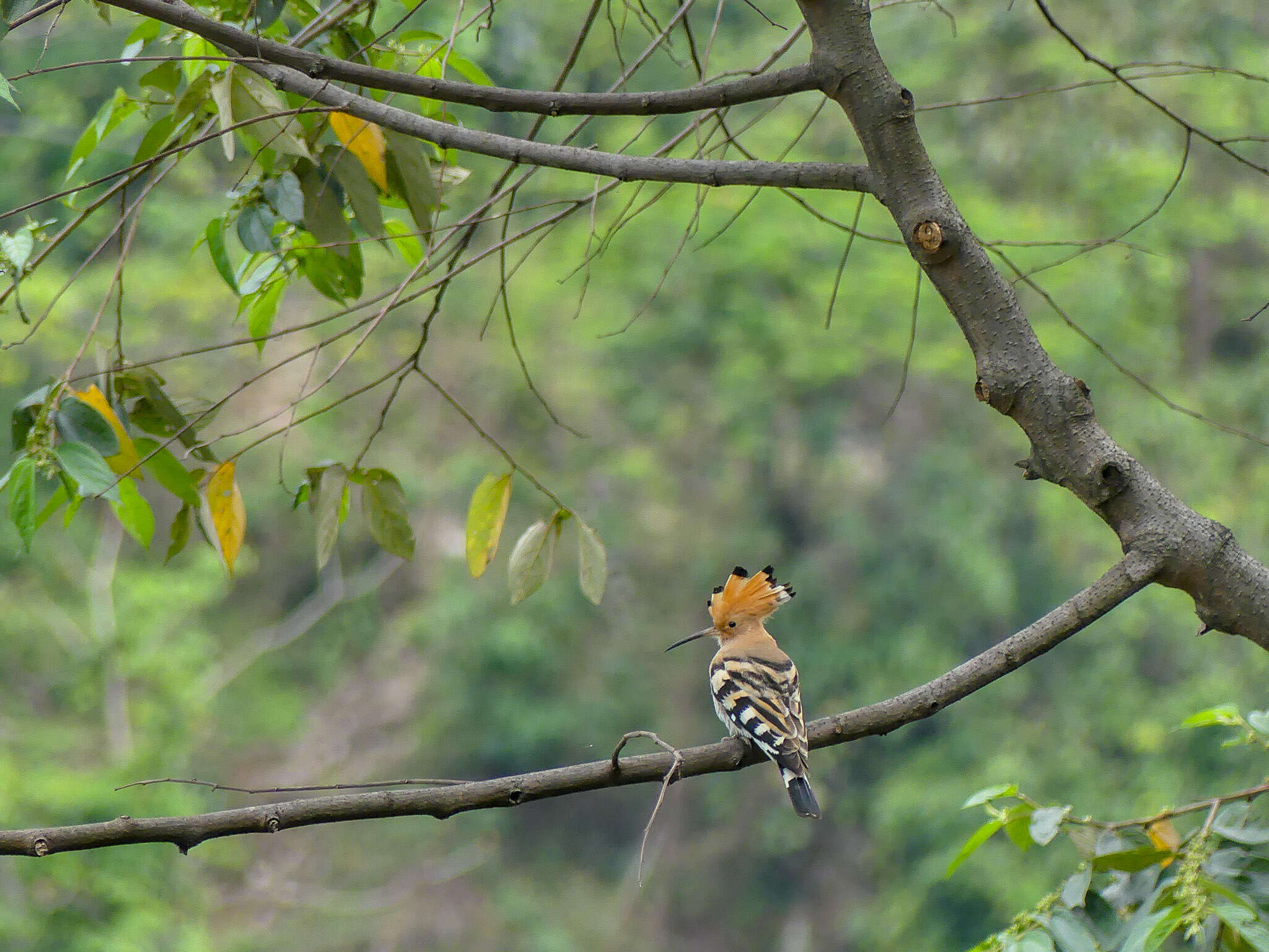 Imagem de Upupa Linnaeus 1758