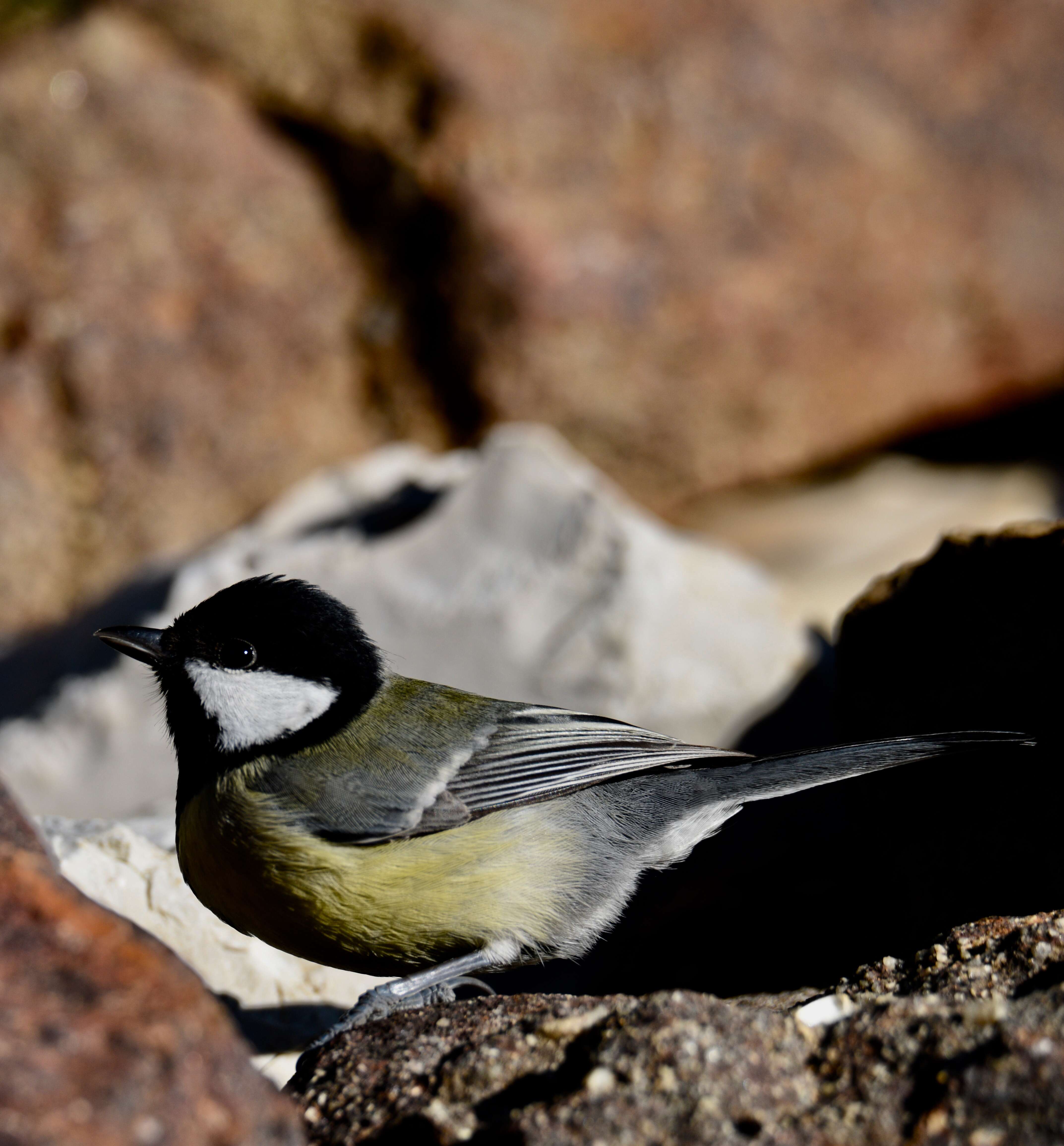 Image of Great Tit