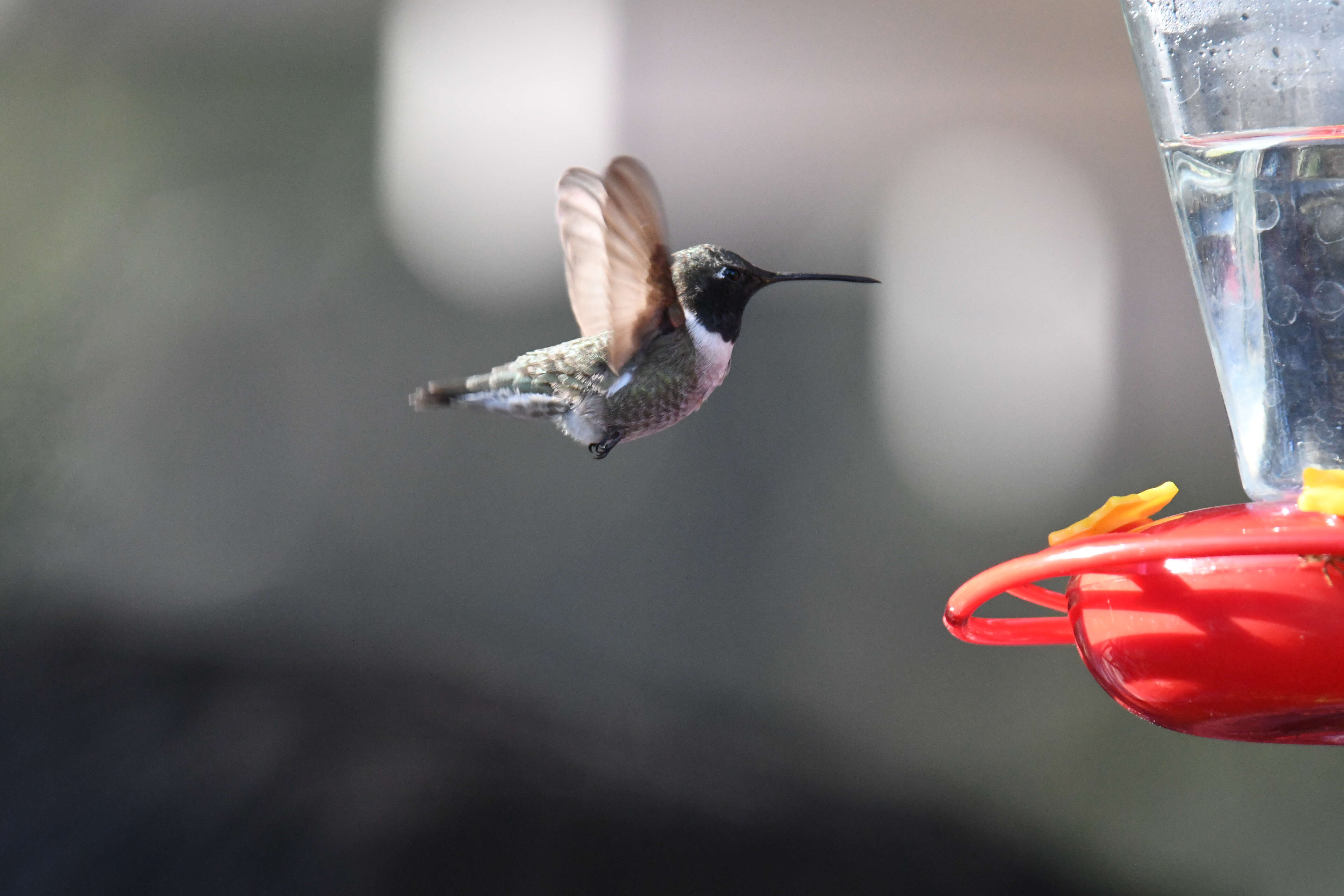 Image of Black-chinned Hummingbird