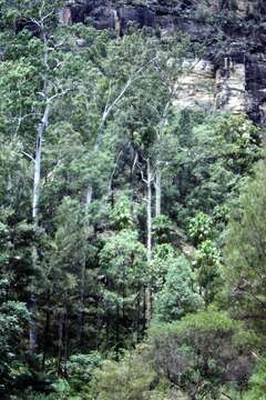 Image of Saligna Eucalyptus