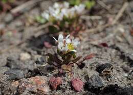 Image of early scurvygrass