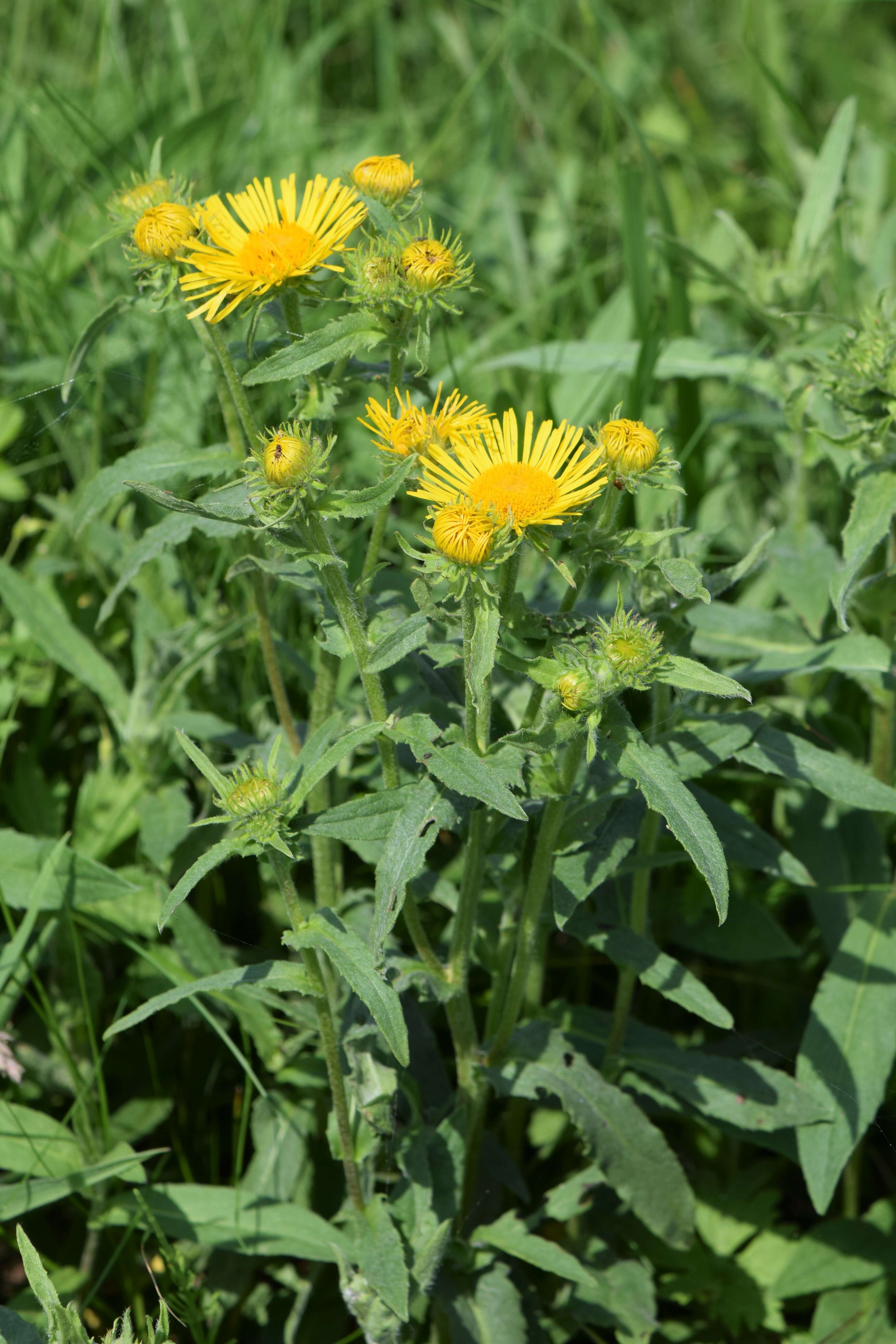 Image of British yellowhead