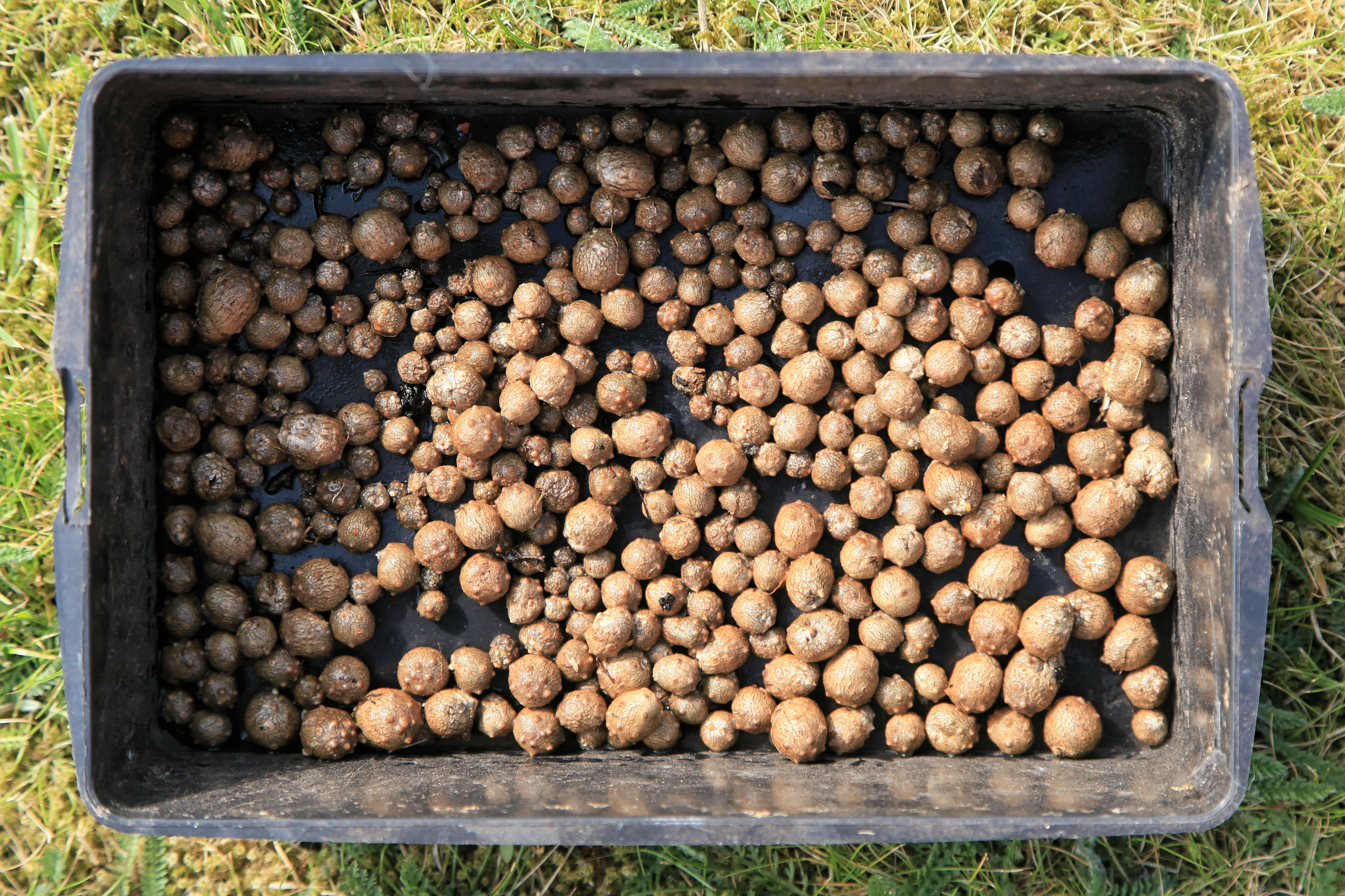 Image of Chinese yam