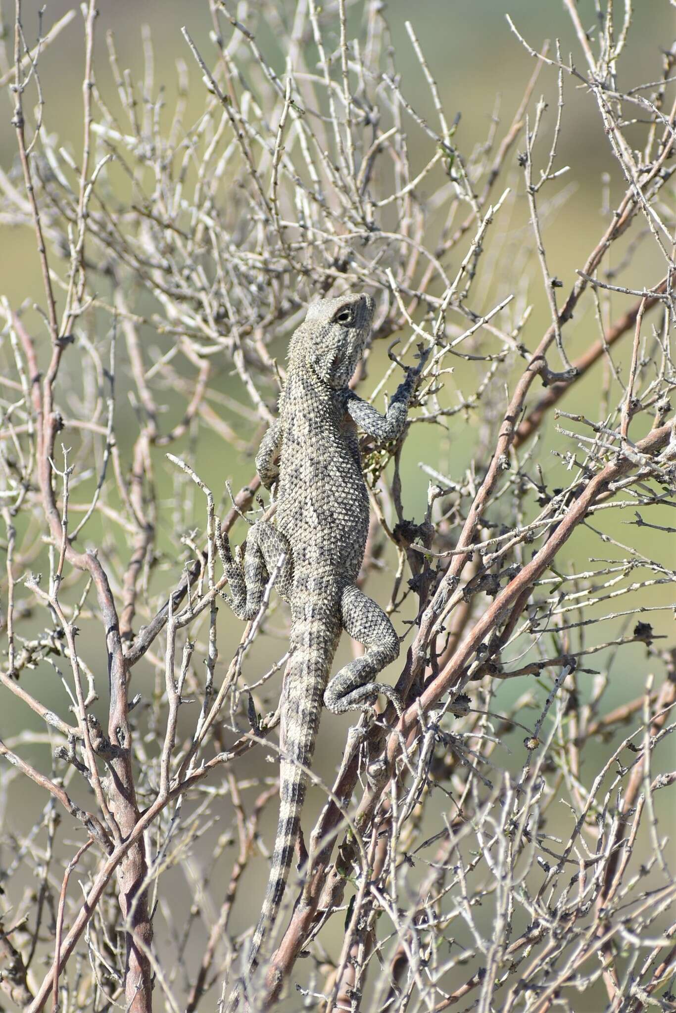 Plancia ëd Trapelus sanguinolentus (Pallas 1814)