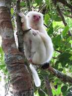 Image of Silky Sifaka