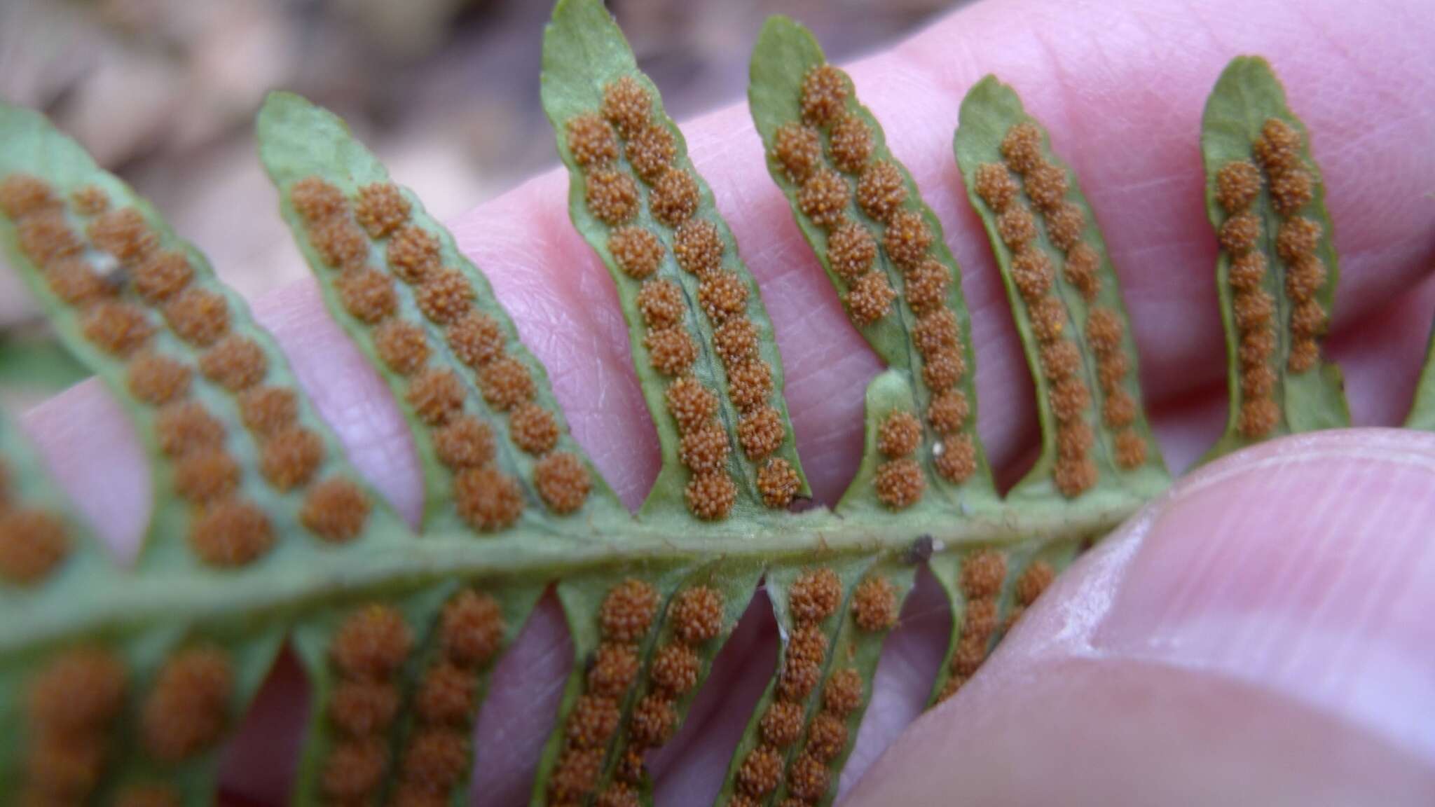 Image of common polypody