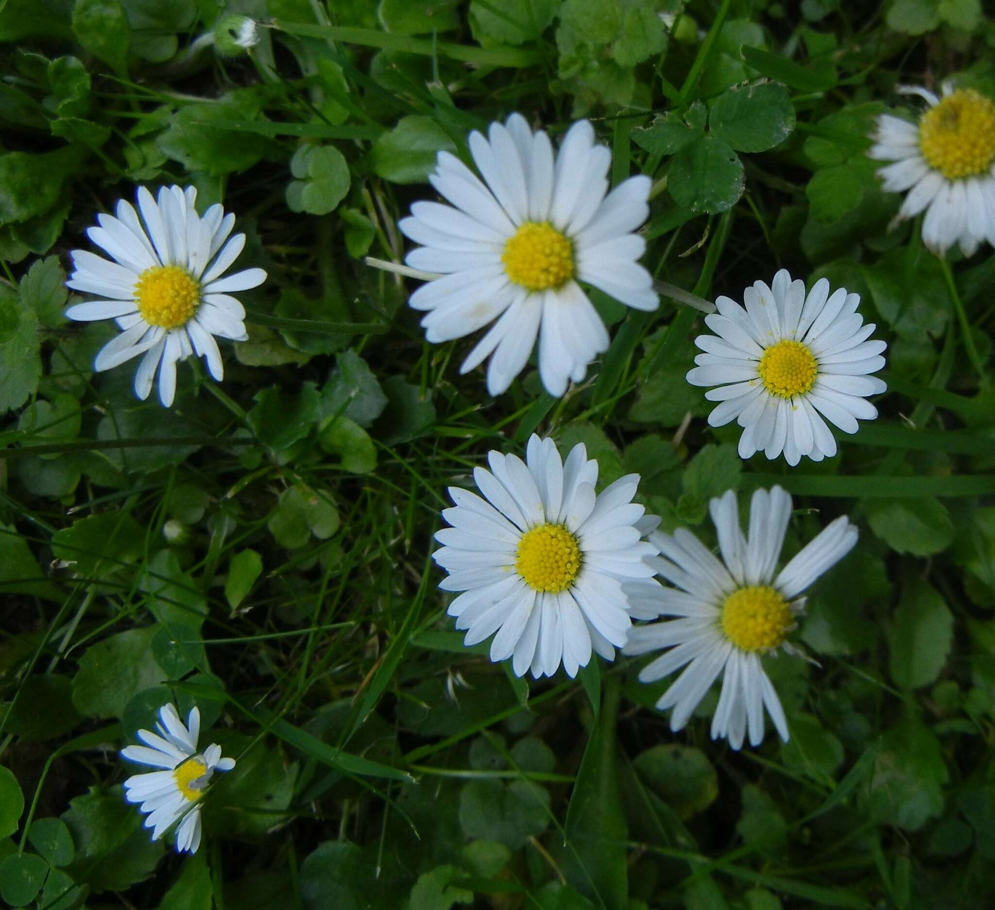 Image of Daisy