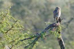 Image of Pearl-spotted Owlet