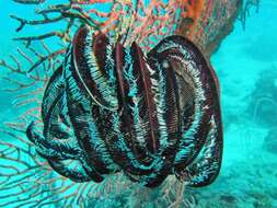 Image of Strong arm crinoid