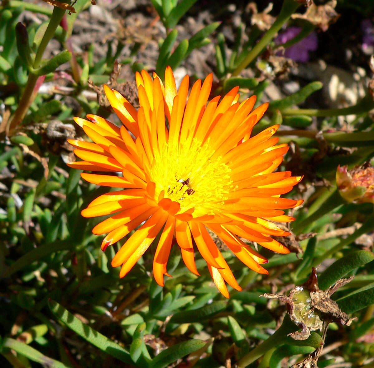 Image of Lampranthus aureus (L.) N. E. Br.