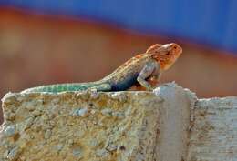 Image of Kirk's Rock Agama